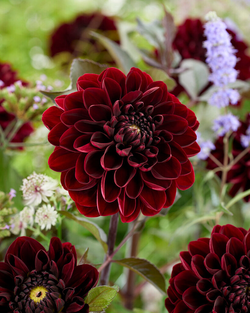 Dahlia Dekorativ Manoa 1-pakning NYHET